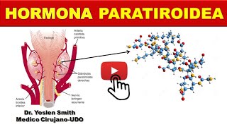 HORMONA PARATIROIDEA SINTESIS FUNCIONES ¡FÁCIL [upl. by Martica]