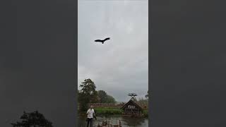 The Falconers Quest at Warwick Castle warwickcastle castle falconersquest [upl. by Rupert]