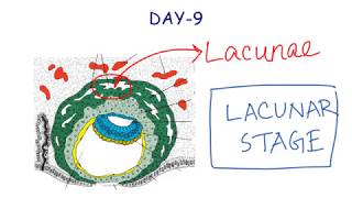 Second Week Of Development  Embryology  Anatomy [upl. by Enyr]