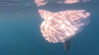 Hitching a ride on a Sunfish  Mola Mola [upl. by Vahe]