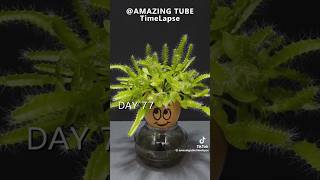 Time lapse Frutto del Drago shorts music love travel dragon foryou diy plants perte fruit [upl. by Sandra507]