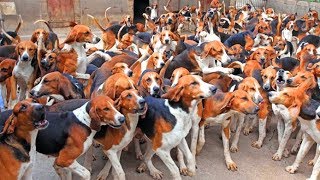 Охотничьи собаки породы ШЕВЕРНИ Франция Hunting dogs breed Cheverny France [upl. by Beverlee]