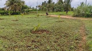 sold hout1 acre 19 gunte land for sale near malavalli bangalore for gunte 110 laksh 9611154959 [upl. by Aisinut469]