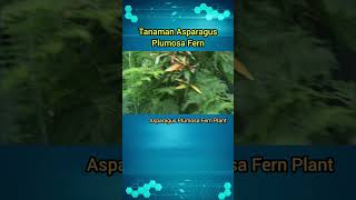 Tanaman Asparagus Plumosa Fern  Asparagus Plants [upl. by Draner]