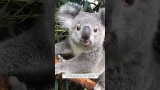 This couple rescued an injured koala and then released it back into the wild animalshorts [upl. by Kovacs802]