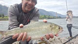 Crazy Day fishin for Shad Bonneville Dam Columbia River from shore [upl. by Suiluj]