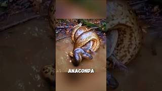 Anaconda vs Caiman ketika mangsanya tidak berkutik dan melawan shortvideo [upl. by Akelam197]