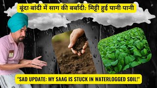 DAY 7 Too Much Rain My Saag Garden Is Flooded बूंदाबांदी में साग की बर्बादी मिट्टी हुई पानीपानी [upl. by Sllew]