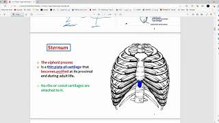 RS Anatomy  Thoracic Cage amp Intercostal Muscles  Mutah [upl. by Durrace499]