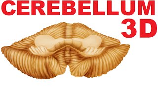 Cerebellum Anatomy  Lobes and Structures  Cerebellum 1 [upl. by Eineeuq248]