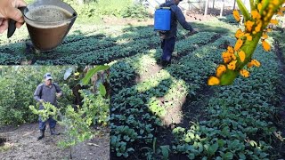 Todos los INSECTOS desaparecerán para Siempre de tus plantas Pulgón Hormigas mosca blanca etc [upl. by Elrahc]