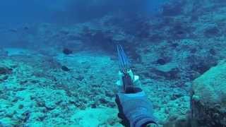 Spearfishing Coral Sea 2014 Willis Island [upl. by Giacobo564]