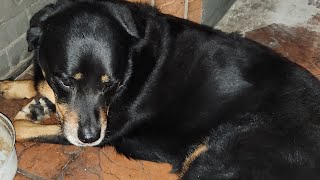 Lazy Habit  Rottweiler Dog Life [upl. by Alaham]