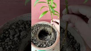 Mini Allamanda Plant propagation from cutting rainyseason plantpropagation [upl. by Frans]