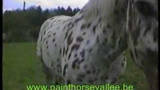 appaloosa [upl. by Lisa]