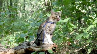 This Cat Proves He is a True Forest Cat [upl. by Safoelc]