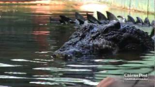 Cassius Worlds Largest Crocodile in Captivity Green Island Australia [upl. by Orpheus221]