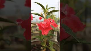 balsam flowers india gardening flowersofindia garden rooftopgarden winterfloweringplant [upl. by Etselec]