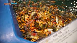 Aquafarm International The highest quality tropical fish coldwater fish and koi [upl. by Eecyaj30]