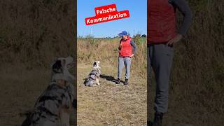 Hunde verstehen hundetraining [upl. by Debera]