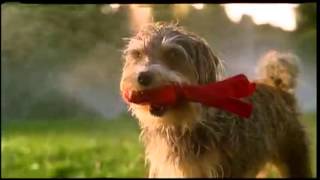 Our Terrier Amos in a Beneful Commercial [upl. by Florrie]