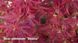 Acer palmatum quotshainaquot [upl. by Merle410]