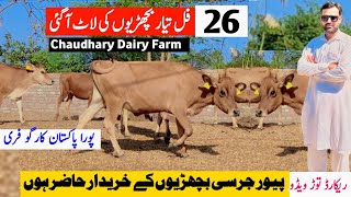 Chodhary Dairy Farm  Top Class Pure Jersey Heifers For Sale in Punjab  All Pakistan Delivery Free [upl. by Tronna284]