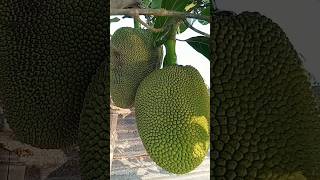 jackfruit fresh coconutcutting fruit cuttingskilssatisfyingamazingmangojackfruitfruitcutting [upl. by Vescuso33]