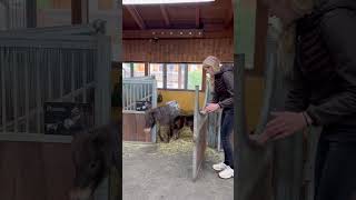 Miniature Horse STABLE😍❤️ [upl. by Bernete]