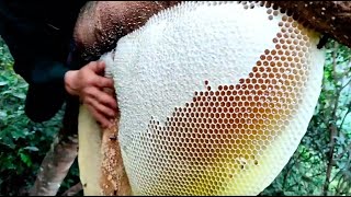 Wild Honey Harvesting Satisfying  Honeycomb is 14kg Delicious Honey [upl. by Aisatna]