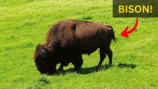 TONS of Bison in Yellowstones Hayden Valley [upl. by Erasaec]