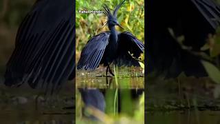 Chakor 🐦 Bird shortvideo viralvideo tranding birds chakorbird youtubeshorts shortsfeed [upl. by Hcone771]