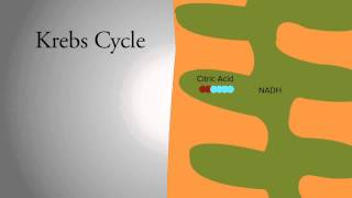 Krebs Cycle [upl. by Enihpad]