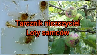 Loty tarczniki niszczycielaZ Sadu 19 lipca 2024 Owocówka mszyca i quoteko uprawaquot sadownictwo sad [upl. by Lissie]