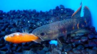 Erythrinus Erythrinus RED WOLF FISH [upl. by Coffee792]