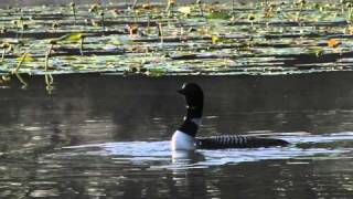 Common Loons and calls [upl. by Dnalram]