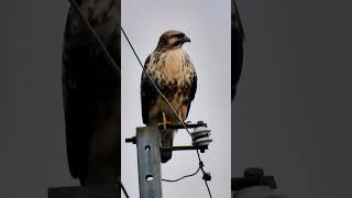 野鳥撮影 ノスリの鳴き声 Buzzard crows 兵庫県・北播磨Shorts [upl. by Lleruj]