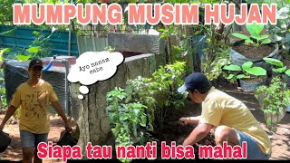 MUSIM HUJAN TELAH TIBA ‼️ saatnya pacul2 semdiri [upl. by Rapp578]