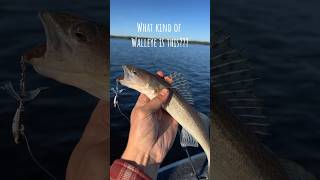 Walleye earfalls lacseul [upl. by Anailuy]