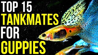 15 Ideal Tankmates for Vibrant Guppies  Tank Mates for Guppies [upl. by Atiuqahc]