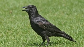 Lot of crows cawing sounds [upl. by Yadseut]