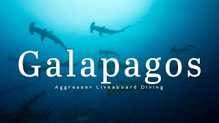 Aggressor Liveaboard Diving Galapagos [upl. by Akisey]