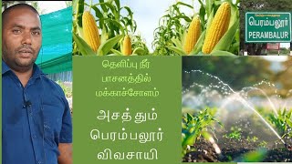 Sprinkler irrigation maize  தெளிப்பு நீர் பாசனத்தில் மக்காச்சோளம் அசத்தும் பெரம்பலூர் விவசாயி [upl. by Libenson]