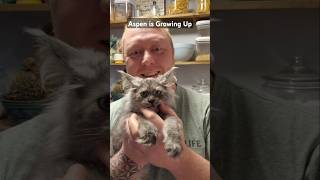 Kittens Grow fast 😺 kitten trending mainecooncatlovers aspen meow [upl. by Yeuh]