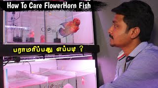 How To Care FlowerHorn Fish  Flower Horn Fish இருந்த இது ஒன்னு போதும்  Cloning Aqua [upl. by Latsyek646]