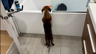 Mini dachshund plays hideandseek in new apartment [upl. by Tekcirk]