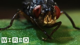 This Is a Botfly Its Horrific Larvae Grow and Feed in Human Flesh  Absurd Creatures [upl. by Apeed]