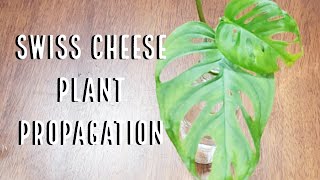 How To Propagate Your Swiss Cheese Plant Monstera Adansonii [upl. by Chick]