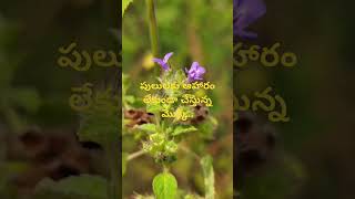 Hyptis suaveolens ll Dr Murthy Plant World ll invasive plants [upl. by Zink]