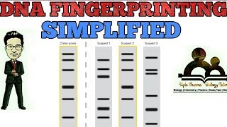 DNA fingerprinting simplified  molecular biology for NEET AIIMS JIPMER MCAT KVPY [upl. by Ahsimac]